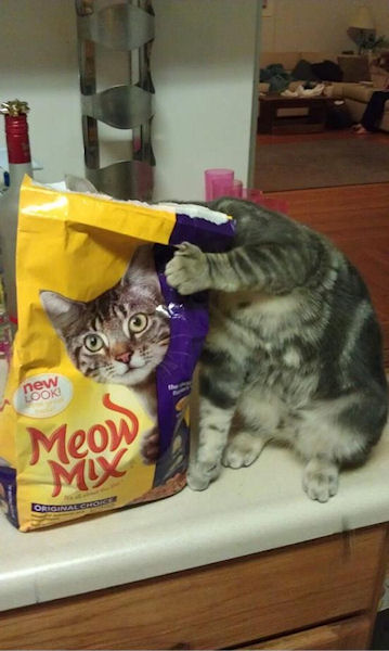 photo humour insolite chat cachers sac meow mix