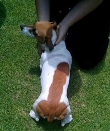 photo humour insolite chien tache bite sexe