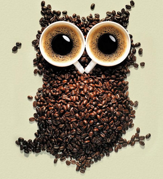 photo humour insolite hibou café