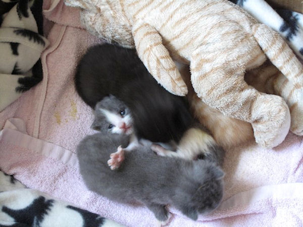 photo humour insolite chaton