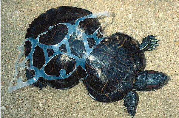 photo humour insolite tortue floride anneau plastique