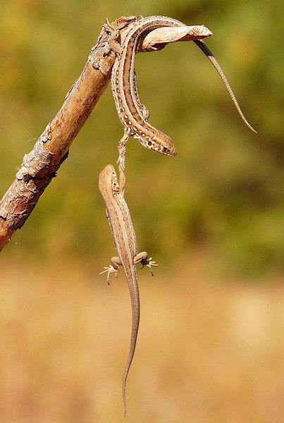 photo humour insolite lézard entraide