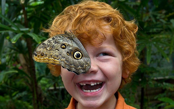 photo humour insolite papillon enfant oeil