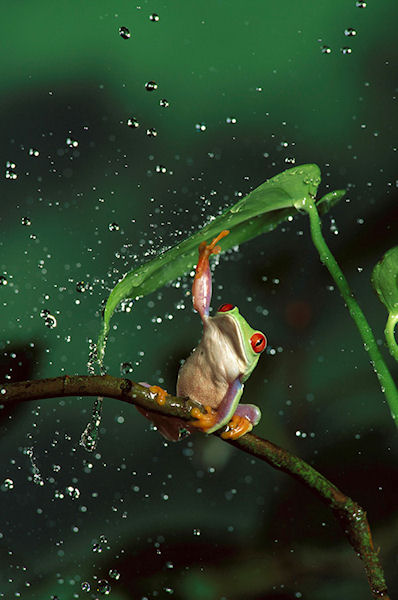 photo humour insolite grenouille pluie feuille