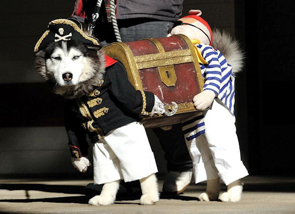photo humour insolite costume pirate trésor chien
