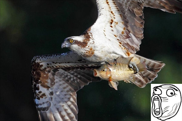 photo humour insolite aigle poisson lol rage comic