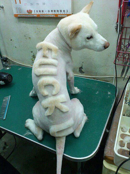 photo humour insolite chien tondu fuck you