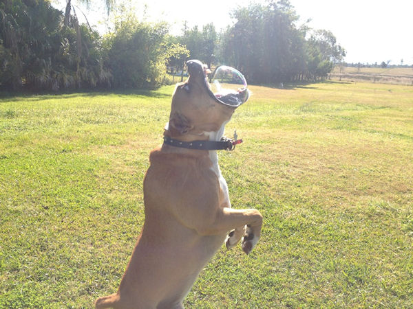 photo humour insolite chien bulle savon