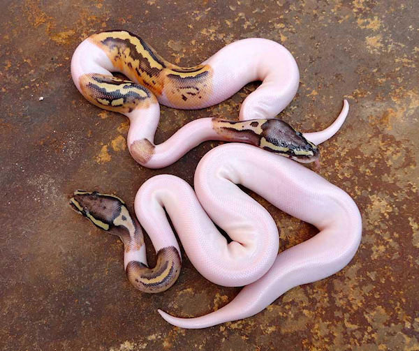 photo humour insolite serpent python piebald