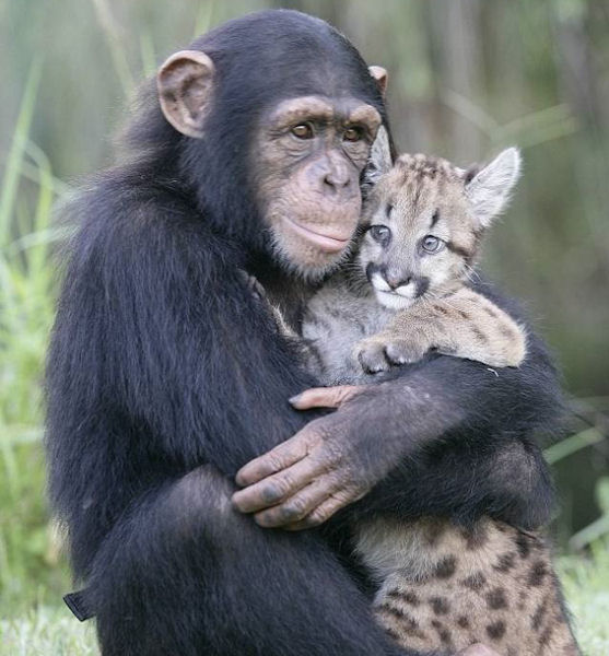 photo humour insolite chimpanzé puma