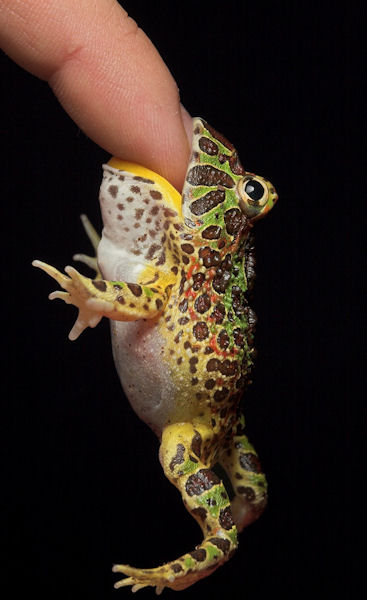 photo humour insolite grenouille doigt