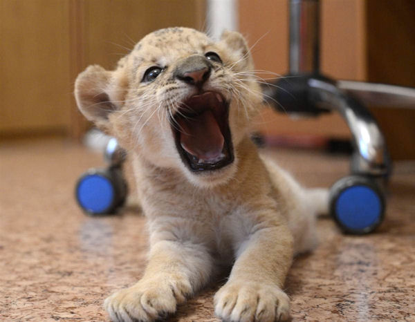 photo humour insolite bébé lion