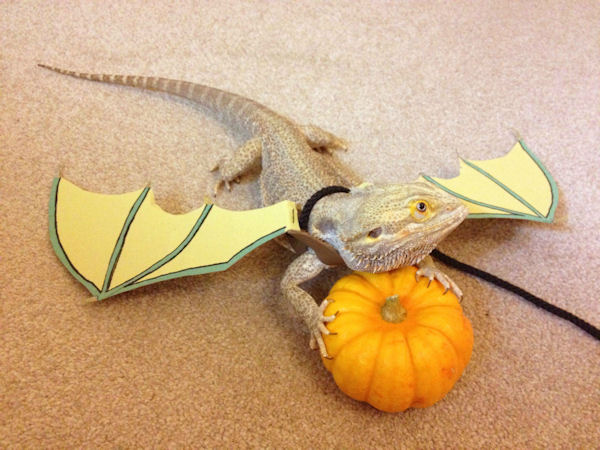 photo humour insolite dragon barbu halloween