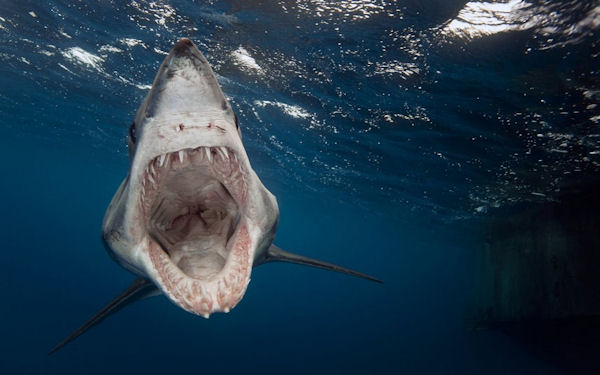 photo humour insolite requin geule ouverte