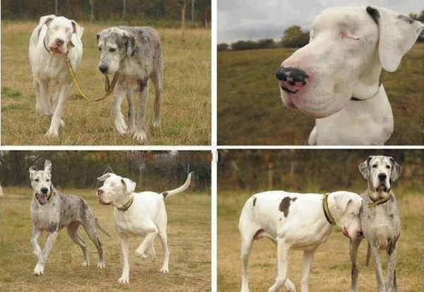 photo humour insolite chien aveugle