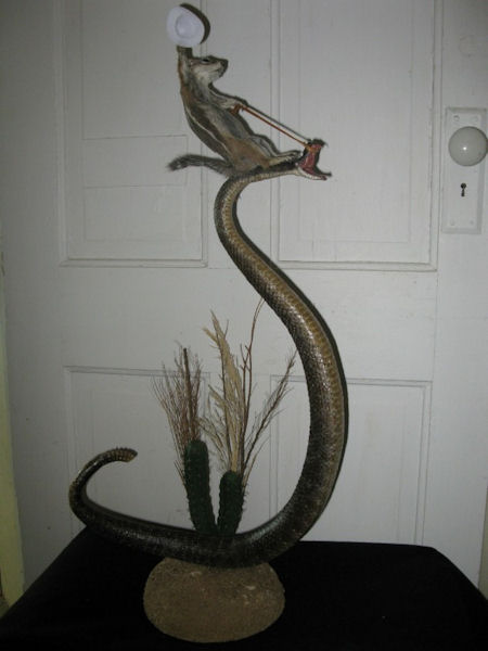 photo taxidermie écureuil cowboy serpent