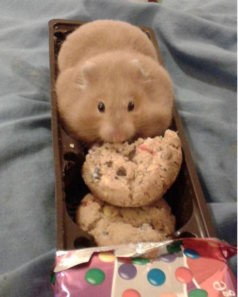 hamster mange cookies