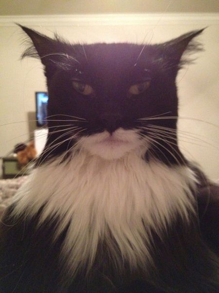 chat batman
