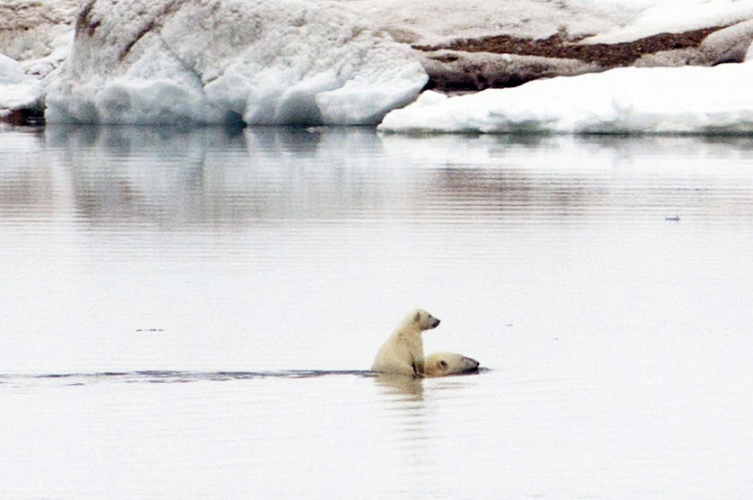 insolite eau ours ourson polaire