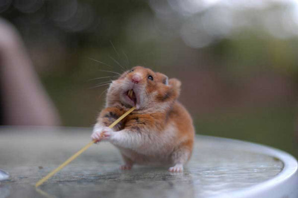 insolite abajoue hamster spaghetti