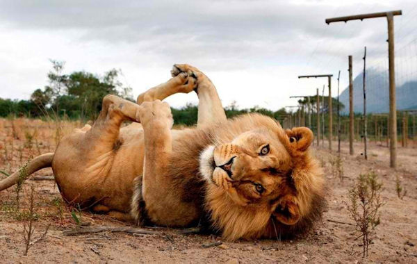 insolite dos lion patte