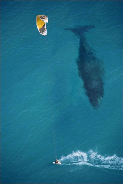 insolite baleine kitesurf