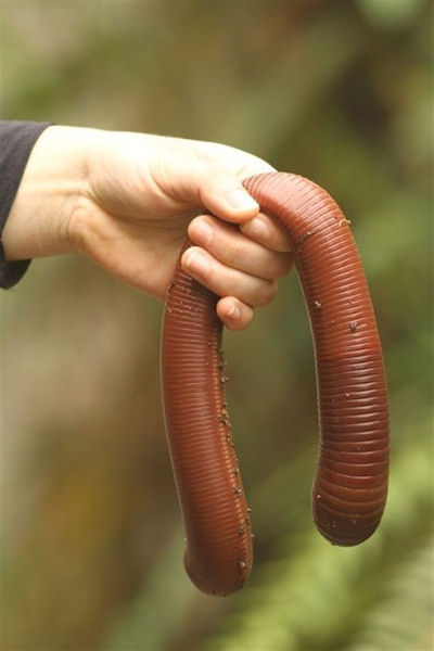 insolite geant lombric ver