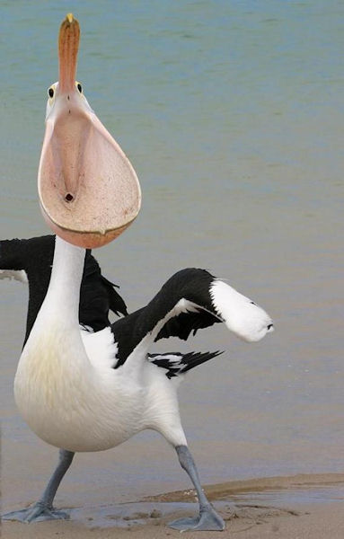 insolite bec oiseau pelican