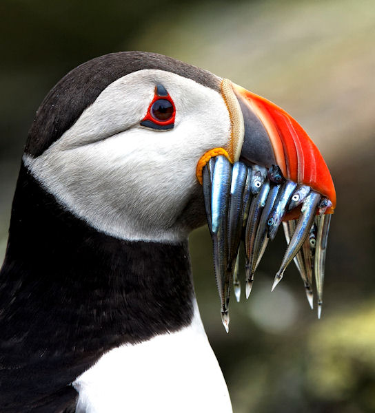 insolite bec macareux poisson