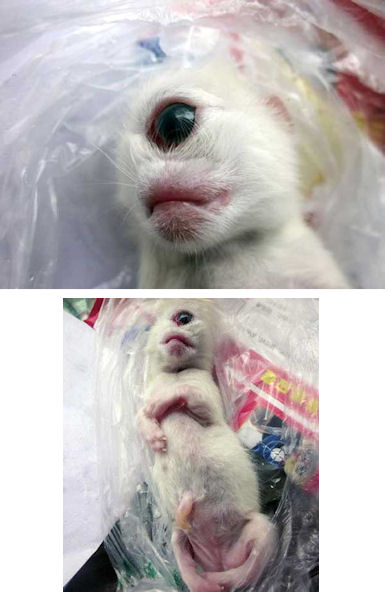 insolite chaton cyclope oeil
