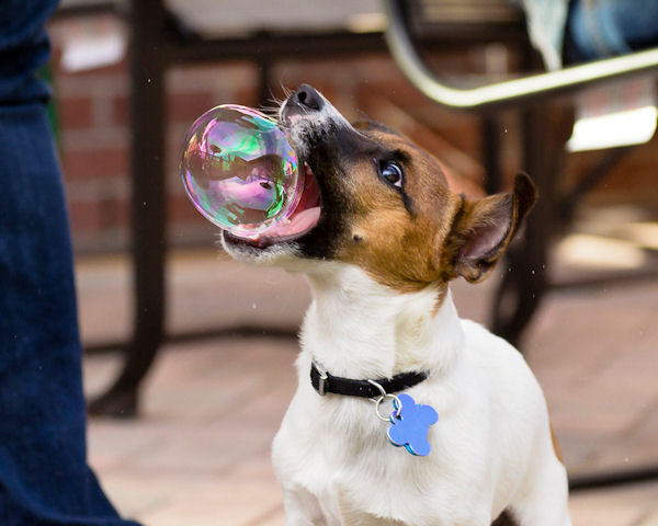 insolite bulle chien gueule savon