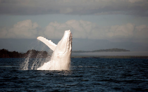 insolite albinos baleine blanc bosse