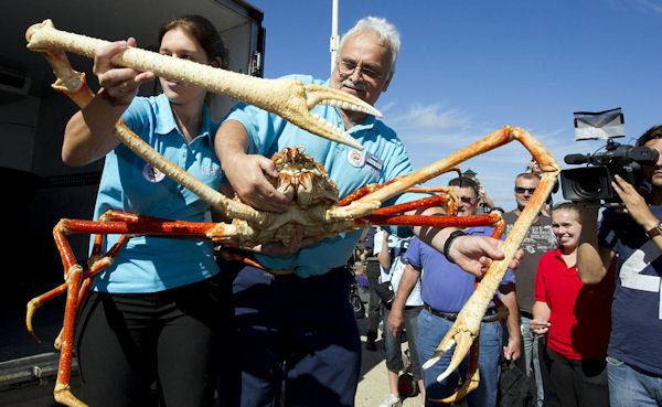 insolite crabe geant
