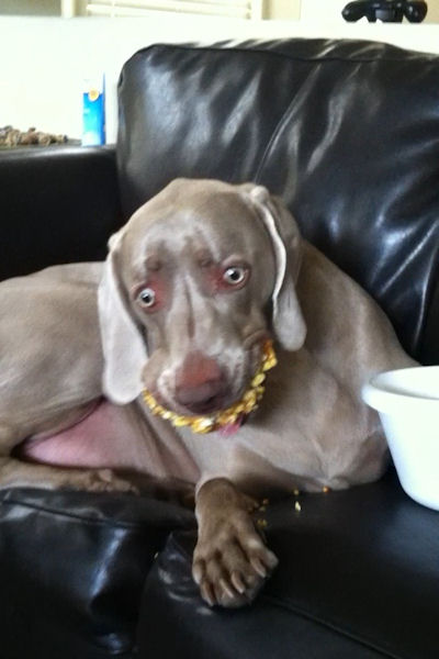 insolite chien popcorn