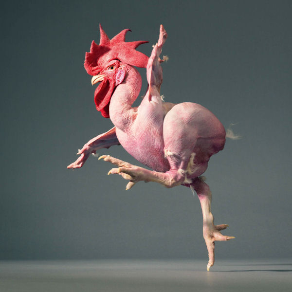 insolite coq plume pointe