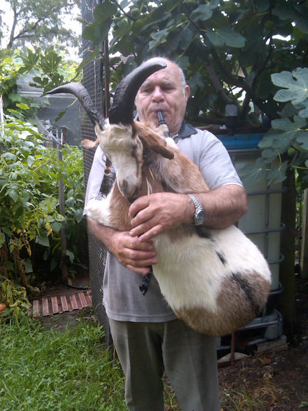 insolite chevre cornemuse