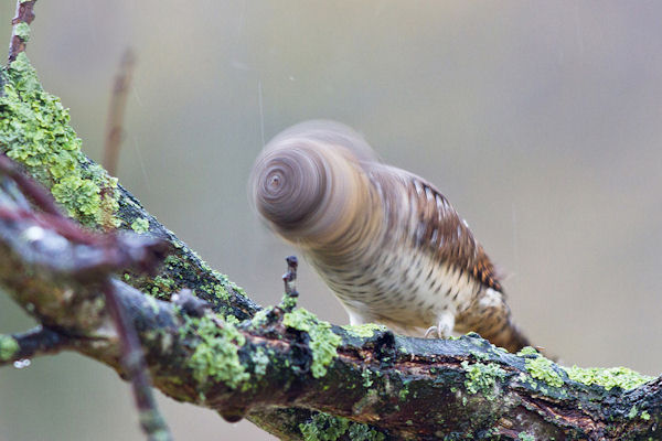 insolite oiseau tete