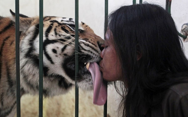 insolite bisou femme langue tigre