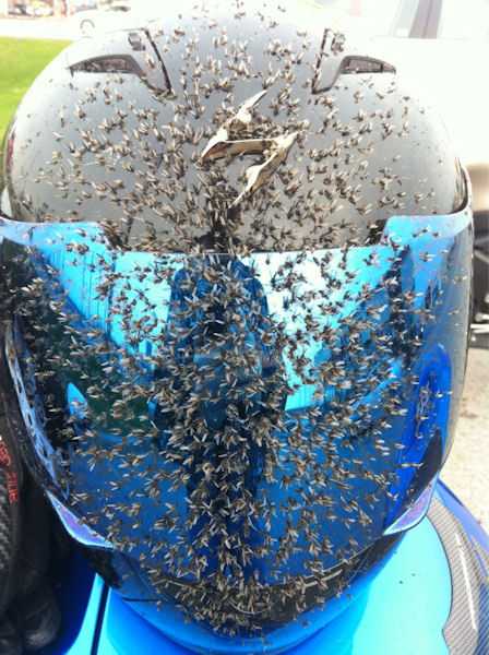 insolite casque moto moustique