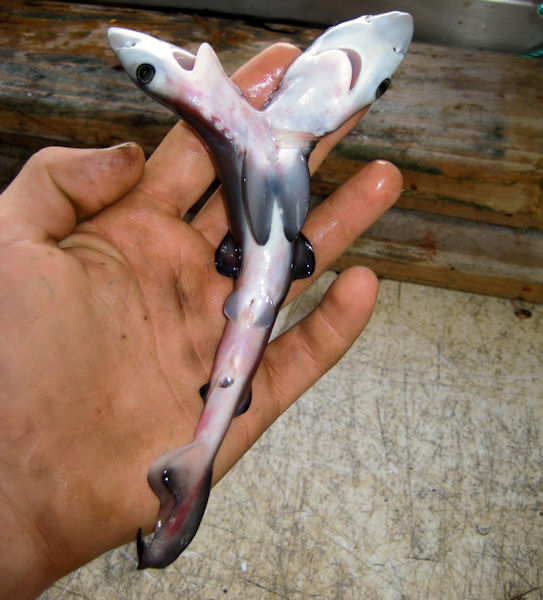 insolite bicephale requin tete