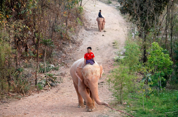 insolite albinos blanc elephant