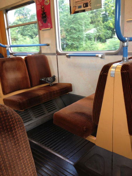 insolite banquette pigeon train voyageur