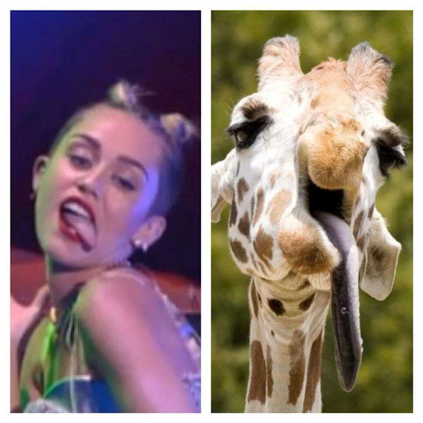 insolite cyrus girafe langue miley