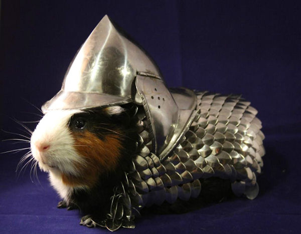 insolite armure cochon cotte inde maille