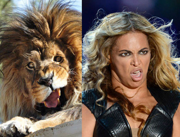 insolite beyonce grimace lion