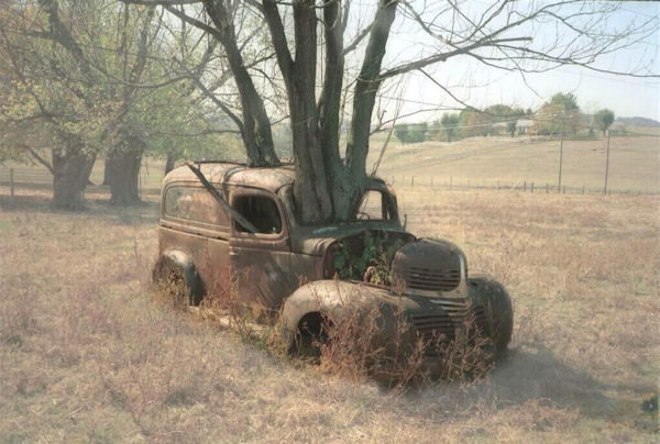 insolite arbre voiture