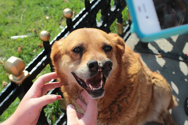 insolite bec-de-lievre chien fente labiale museau
