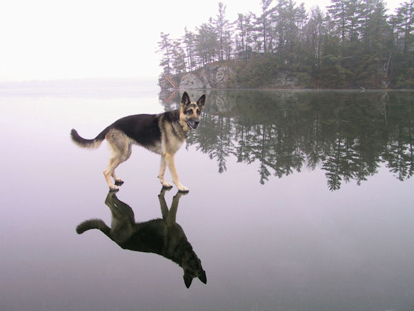insolite chien eau glace