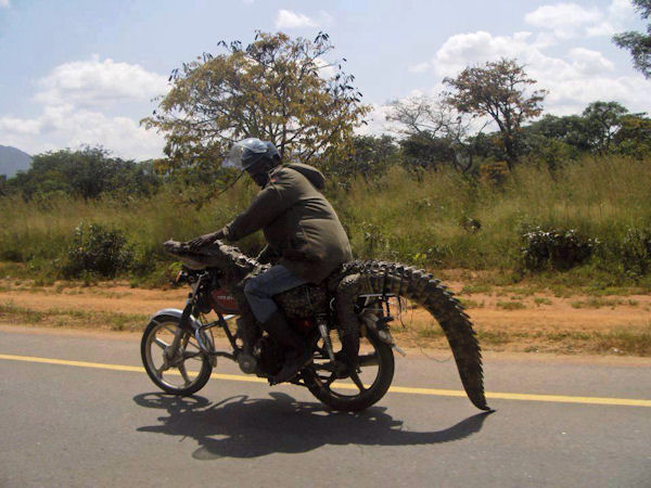 insolite crocodile homme moto