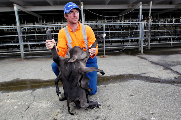insolite difforme veau